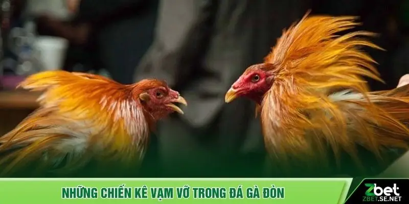 Những chiến kê vạm vỡ trong đá gà đòn
